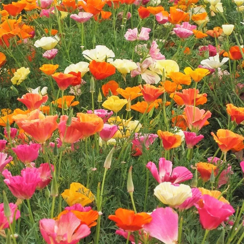 Ballerina Mix California Poppy Seeds | Rainbow Iceland Paper Flower Seed 2024