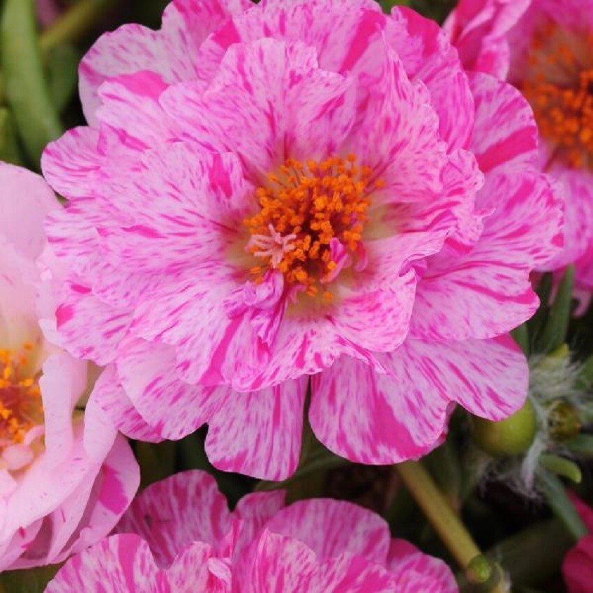 Portulaca Seeds Happy Trails Peppermint 50 Multi pelleted Seeds Perennial