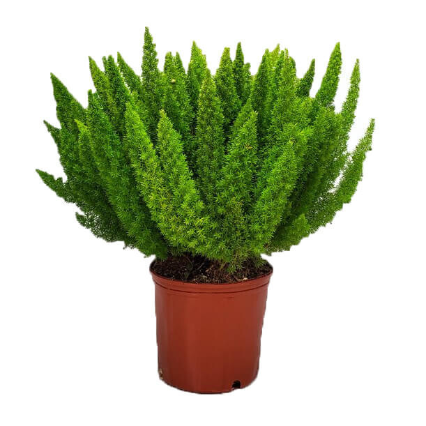 Asparagus Foxtail Fern Seeds – (10) Seed