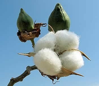 Gossypium White Cotton 100 seeds