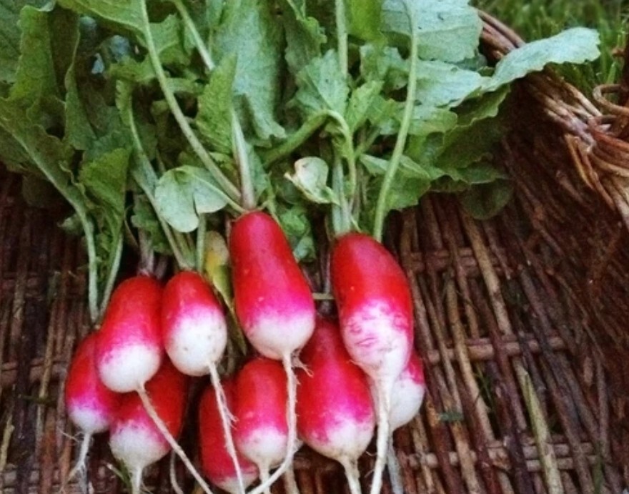 RADISH SEEDS 90+ FRENCH BREAKFAST – Easy Start VEGETABLE garden