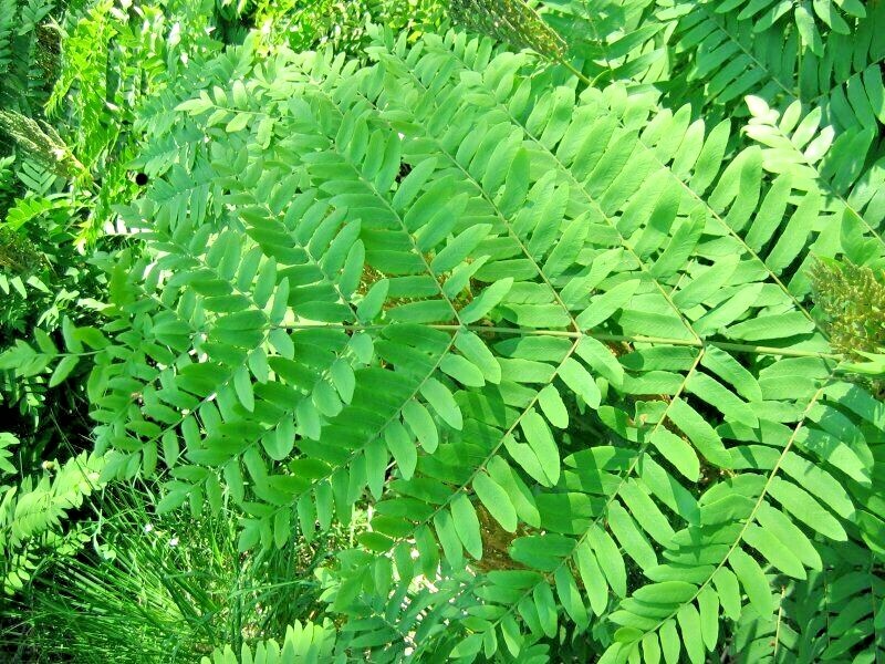 ROYAL FERN SPORES – Osmunda regalis