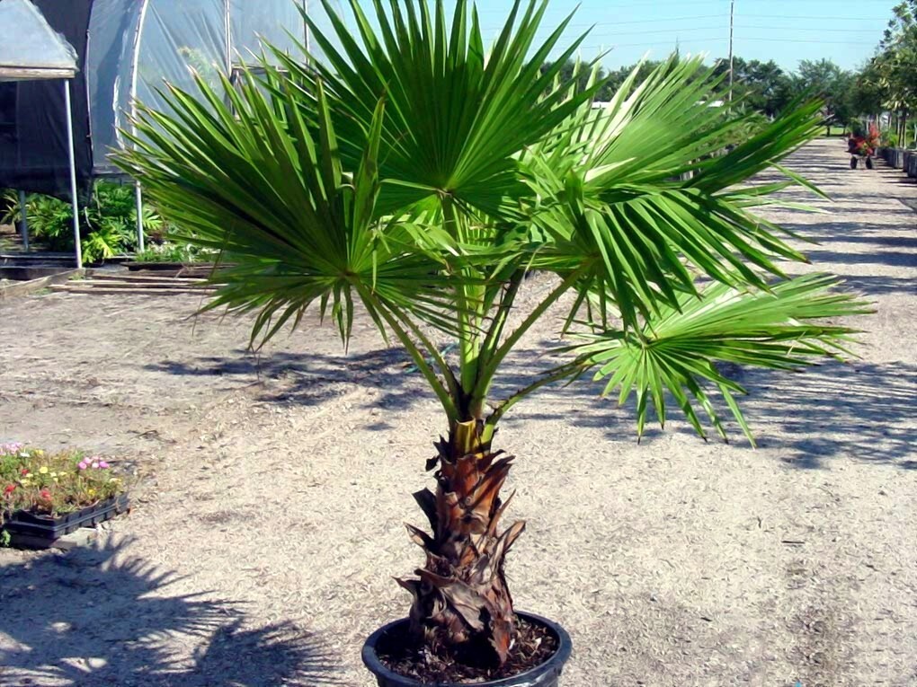 CALIFORNIA DESERT FAN PALM TREE SEEDS (Washingtonia Filifera) Cold Hardy-Zone 8