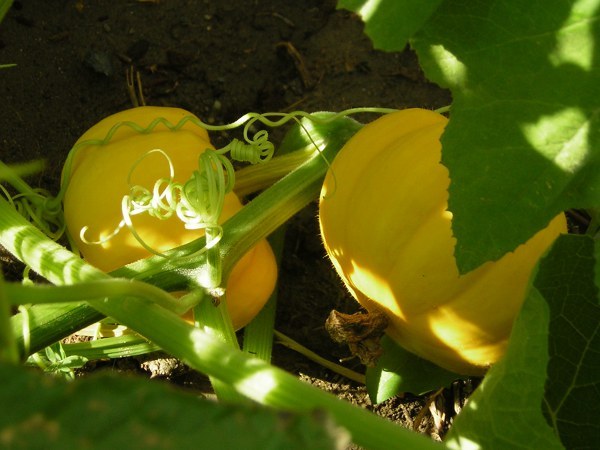 Jack Be Little Pumpkin Seeds (6-13 oz.), Cucurbita pepo
