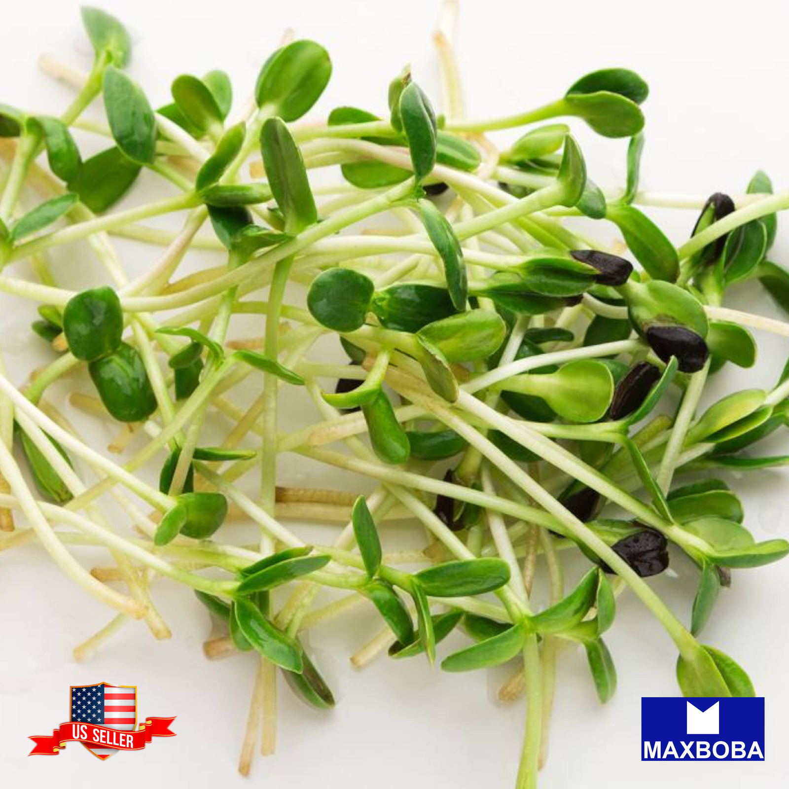 Broccoli Microgreens Seeds Heirloom Non-GMO