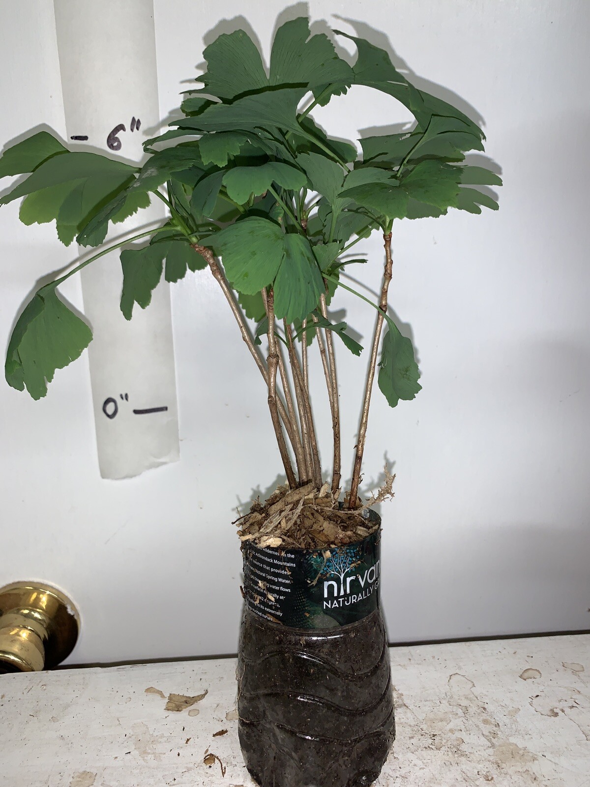 6+ ginkgo biloba plants 1 year old