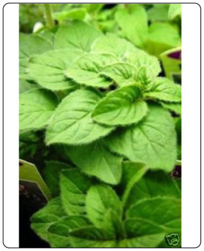 Oregano Italian Great Garden Herb By Seed Kingdom 2,000 Seeds