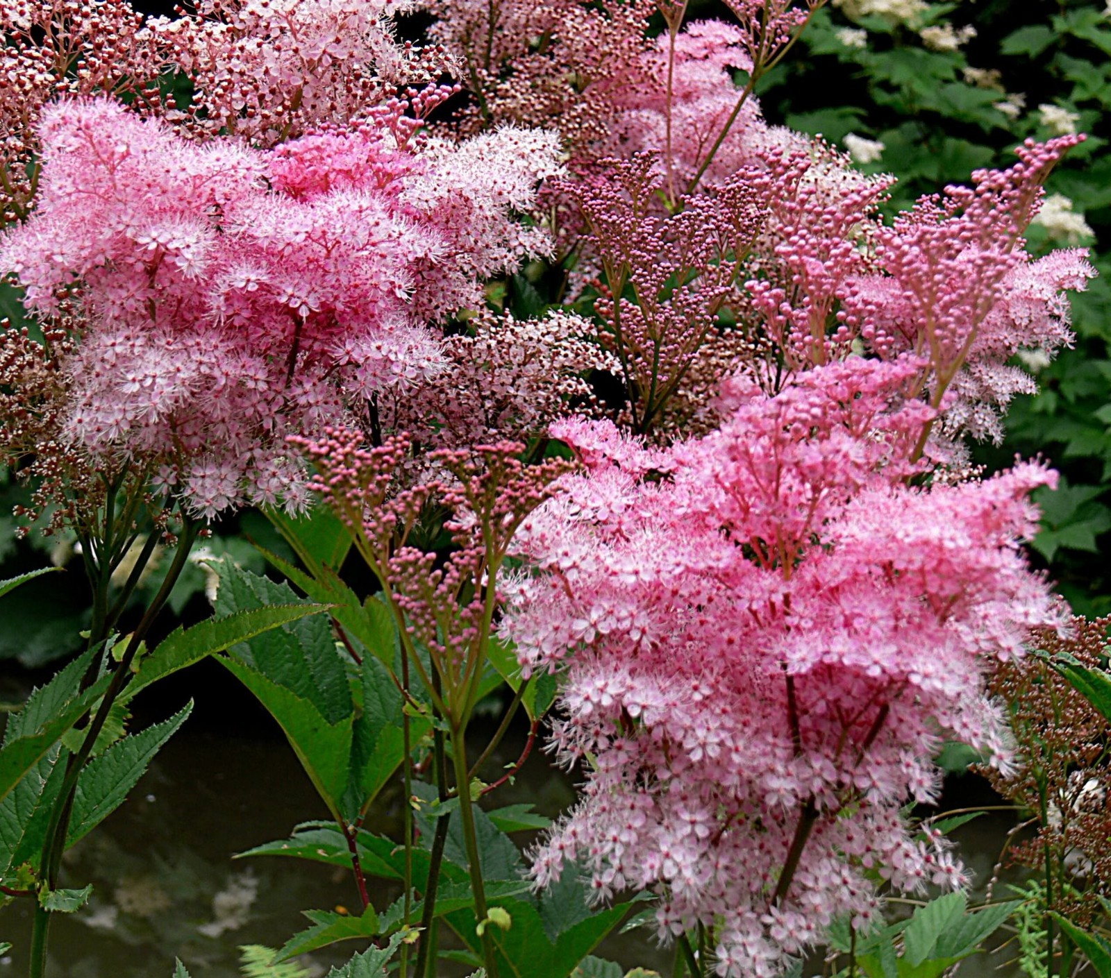 Queen Of The Prairie SEEDS, (filipendula rubra)