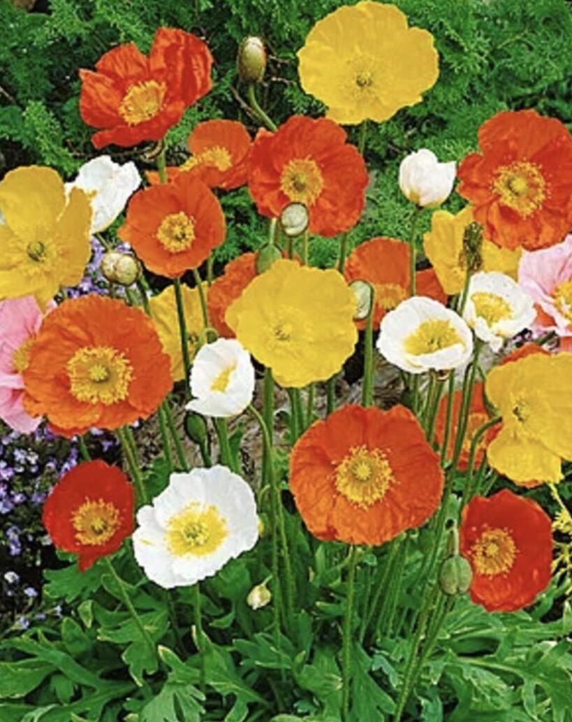 Organic blue poppy seeds grow beautiful poppies, 9g = Approx 30,100 Poppy Seeds.