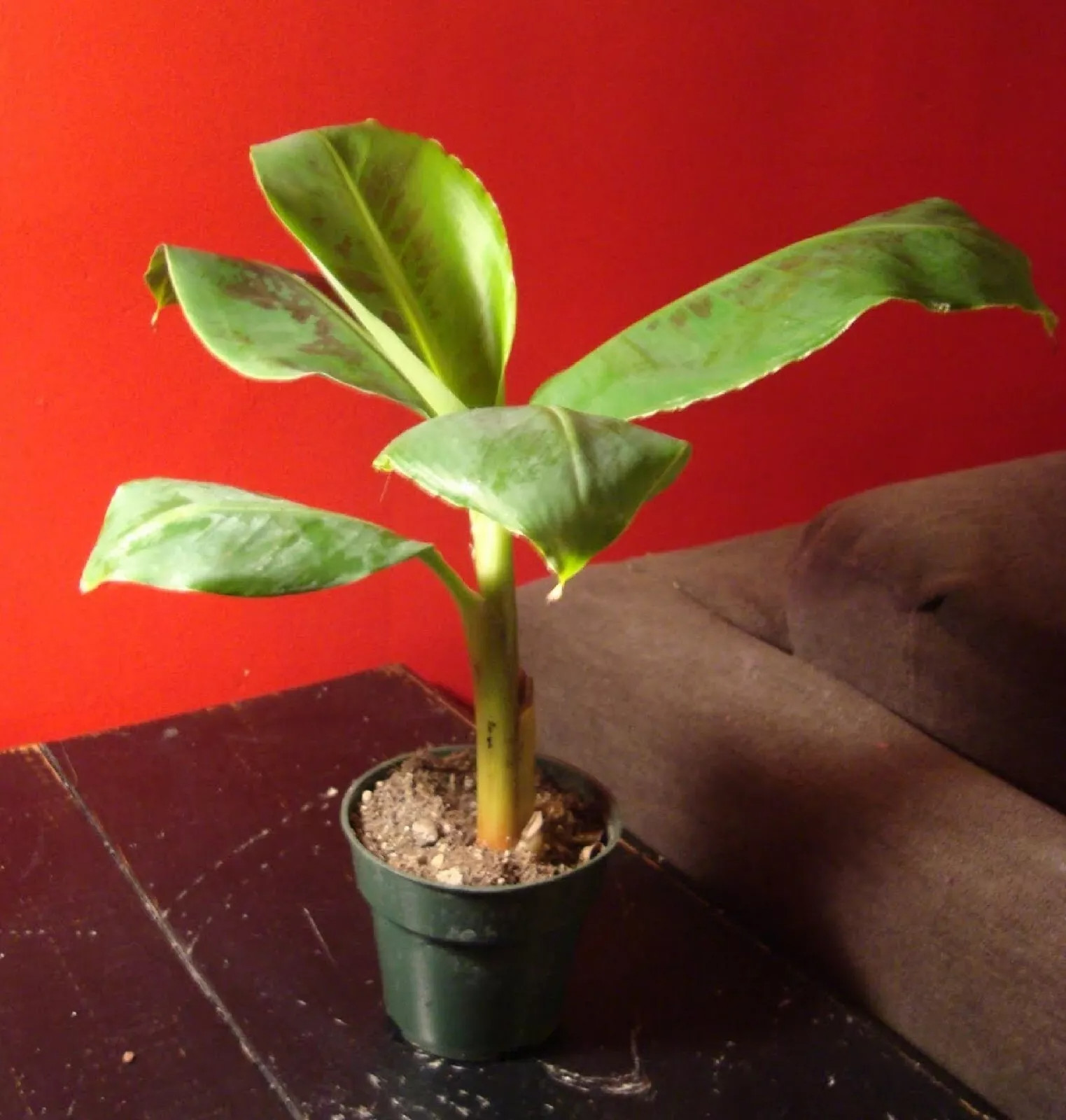Dwarf Banana Tree {Musa x paradisiaca} Organic 5 seeds Free Shipping!