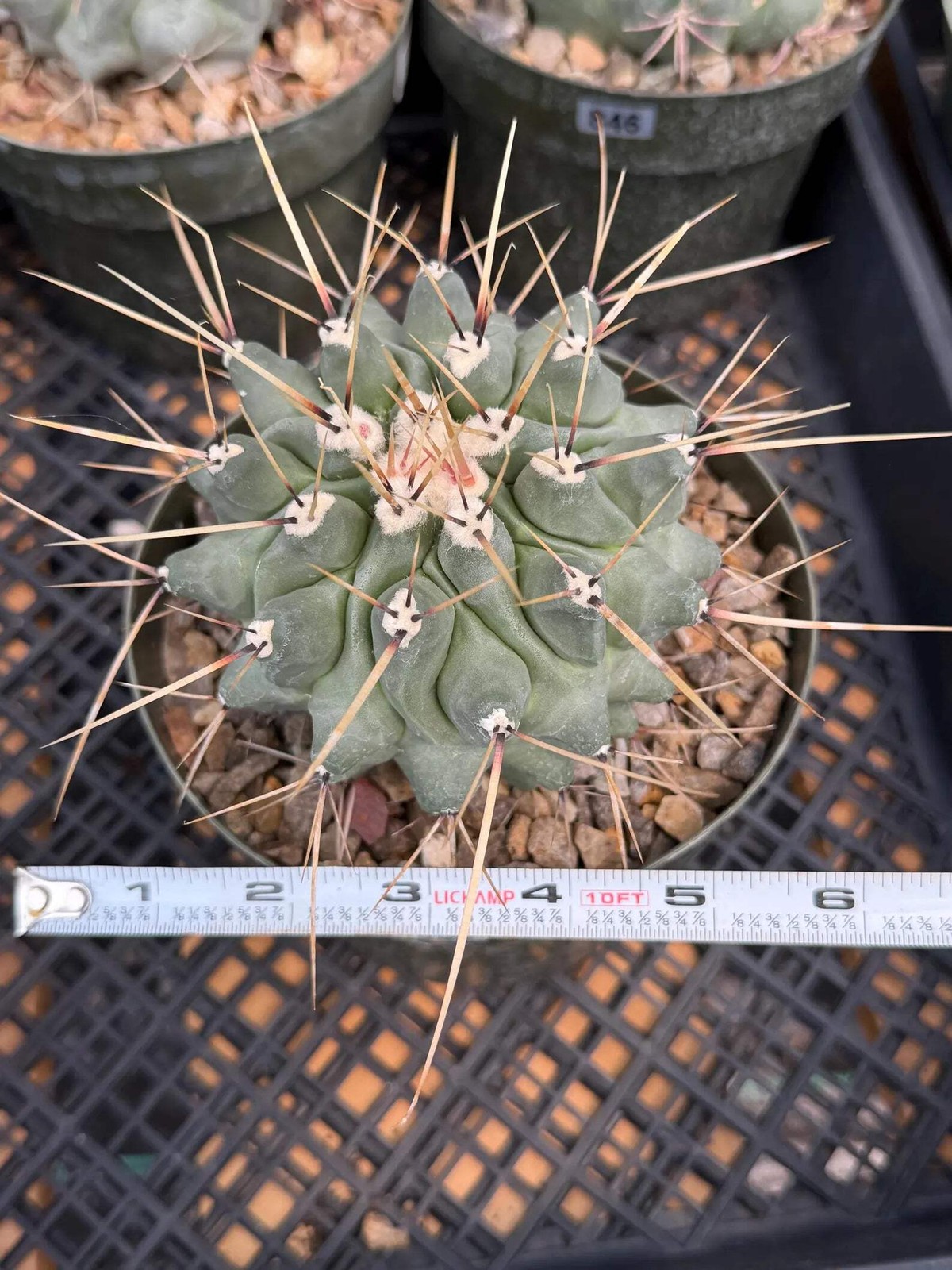 Thelocactus Rinconensis | Seed‑Grown Rare Cactus | Live Plant