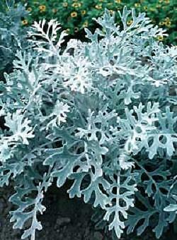 Dusty Miller Candicans 2,000 seeds