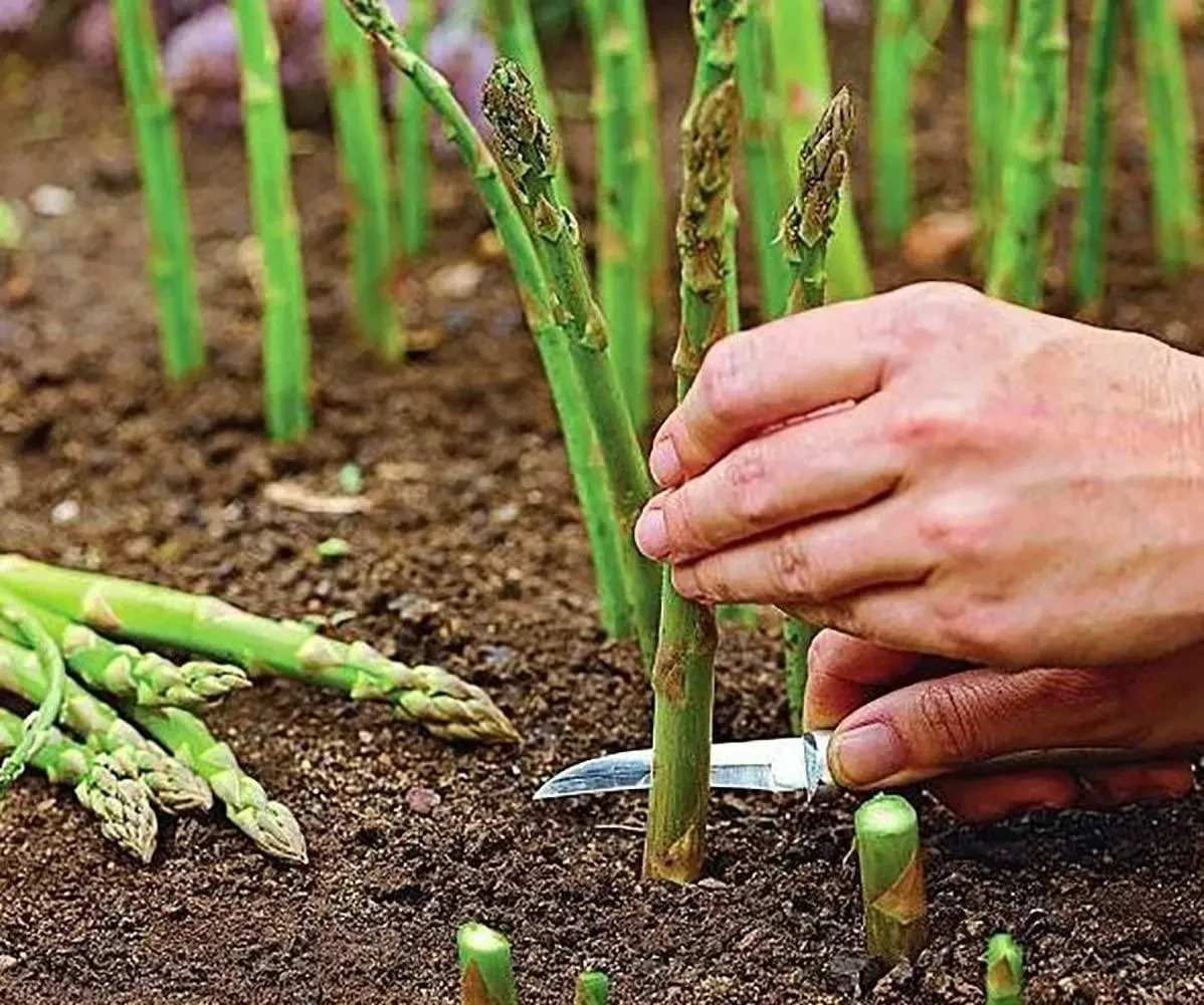 12 Asparagus Crowns “Mary Washington” 2 Yr(Pack of 12 Bare Root Plants)Zone 3-8