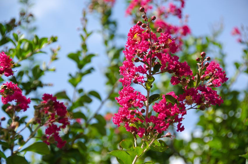 20 Heirloom Seeds Lagerstroemia indica Tree – Standard Or Container