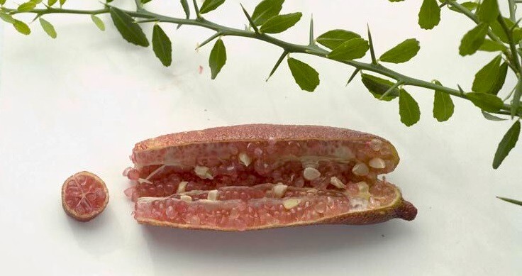Jali Red caviar Australian Finger Lime- 3 cuttings, imported