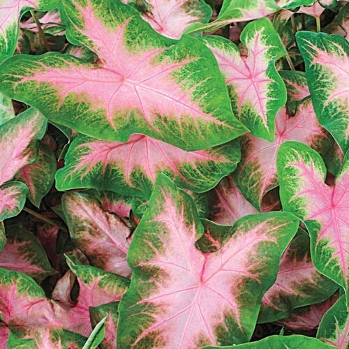 5 – Shade Loving KATHLEEN Caladium Bulbs – SPRING SHIPPING – HEART SHAPED LEAVES