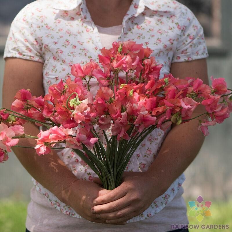 50+ Elegance Salmon Rose Sweet Pea Seeds for Garden – USA – FREE SHIPPING!