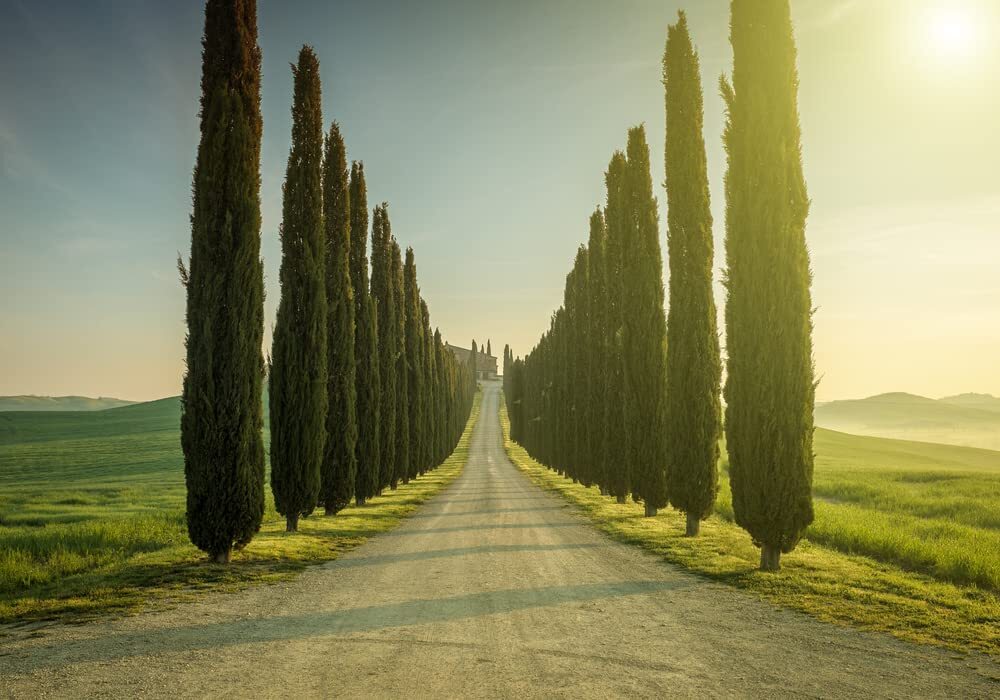 100 Italian Cypress Seeds for Planting | Exotic Evergreen Tree Seeds to Grow, Gr