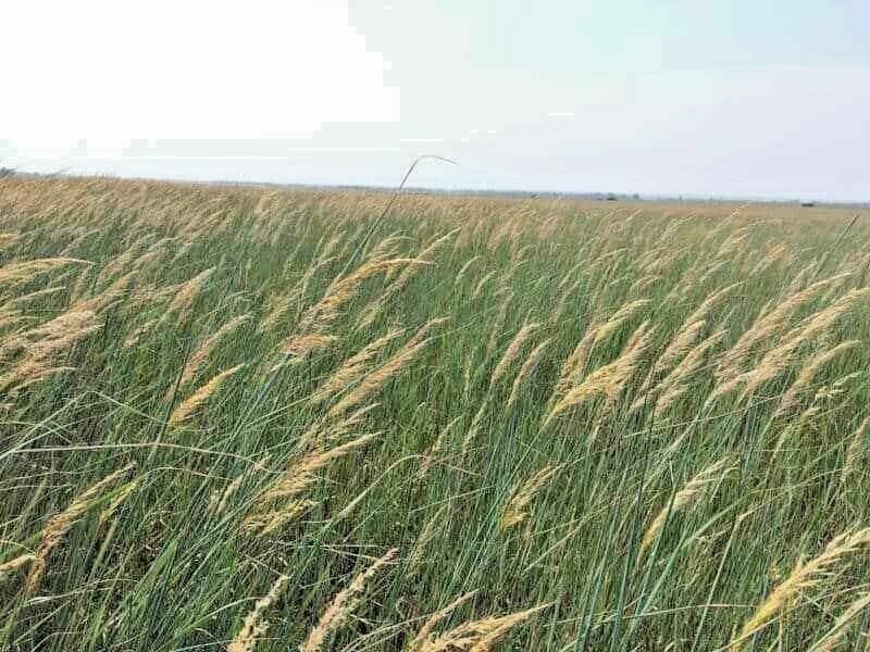 500 Indiangrass Indian Grass Seeds Native Prairie Wildflower Clumping Ornamental