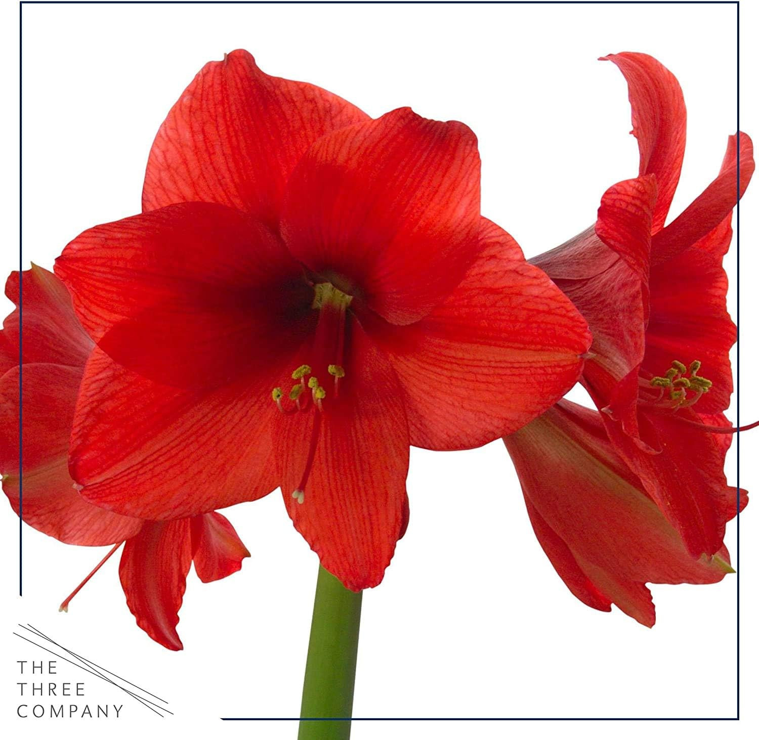 Waxed Amaryllis Bulb – Silver Wax with Red Blooms – Live Holiday Gift Plant, Eas