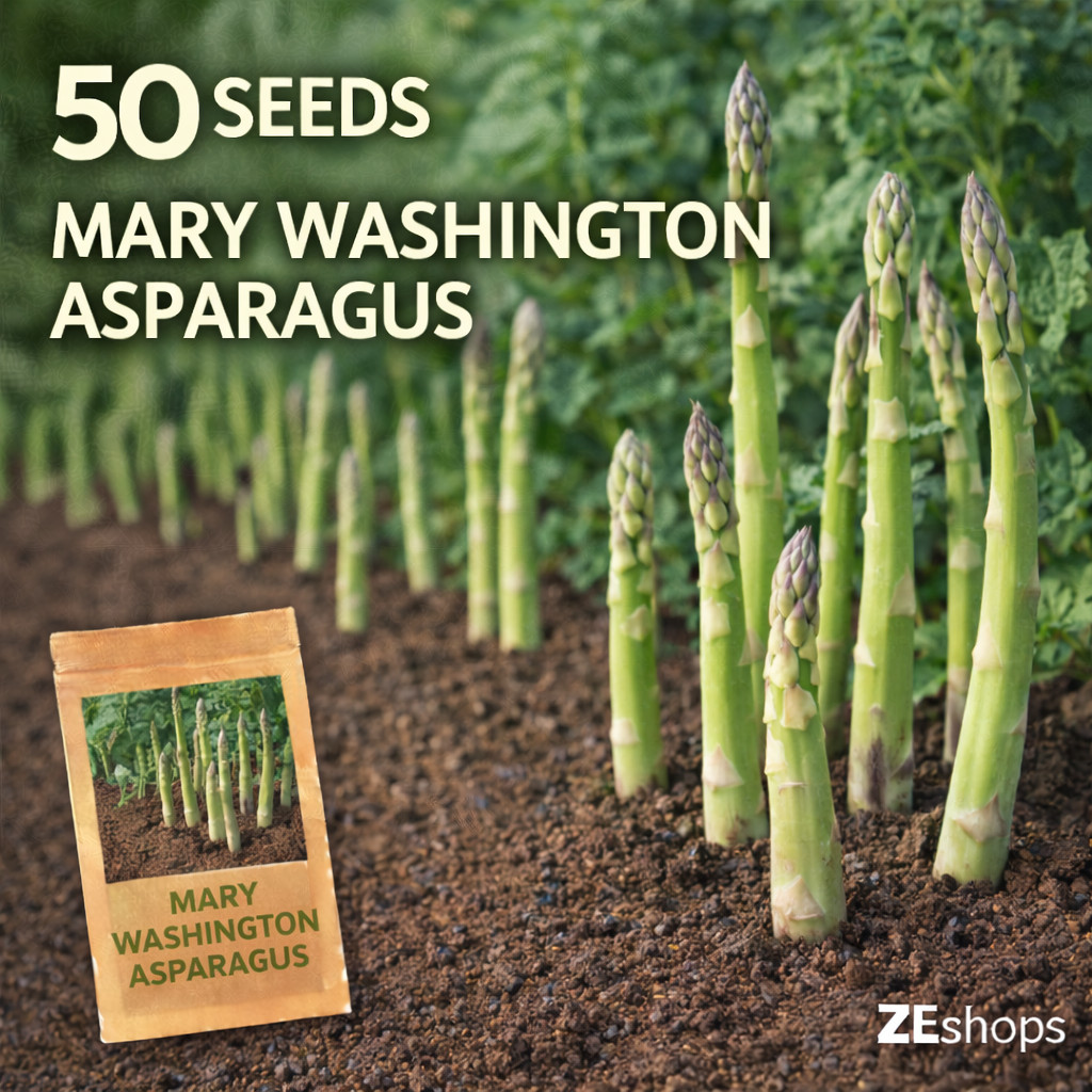 50 Mary Washington Asparagus Seeds – Heirloom Perennial Vegetable