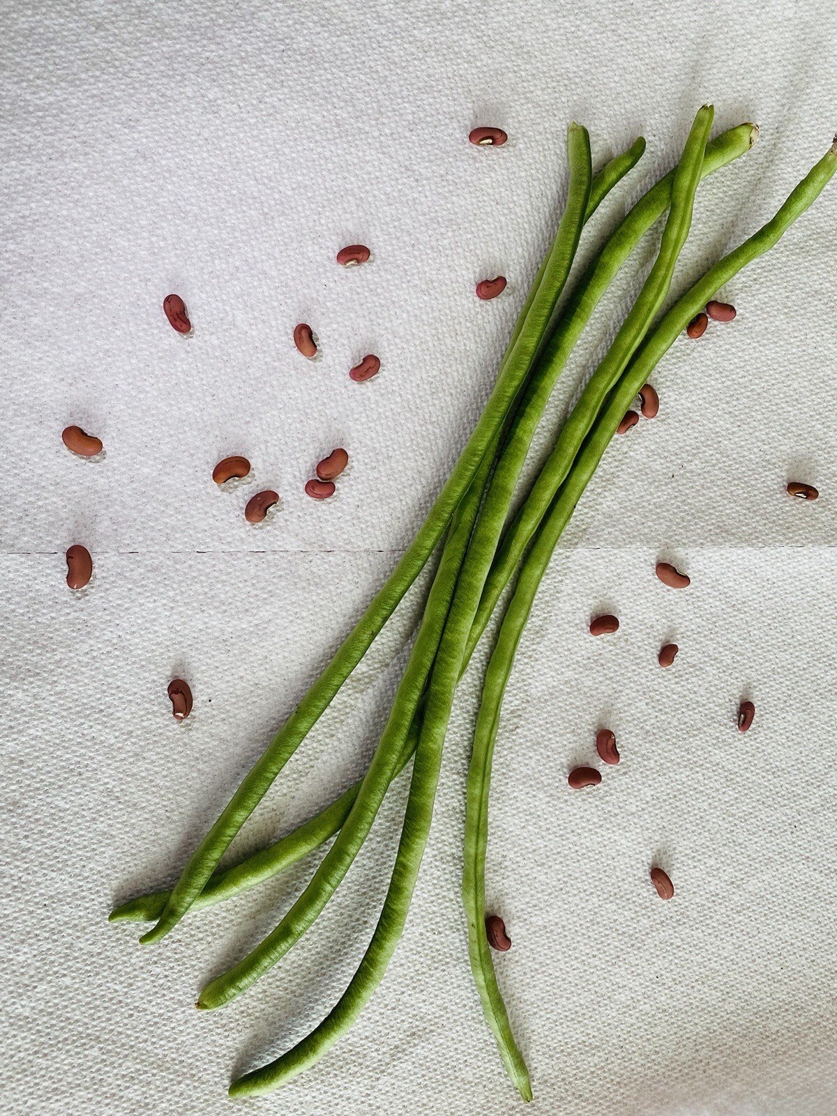 50 Yard Long Green Bean Seeds | Non-GMO Seeds