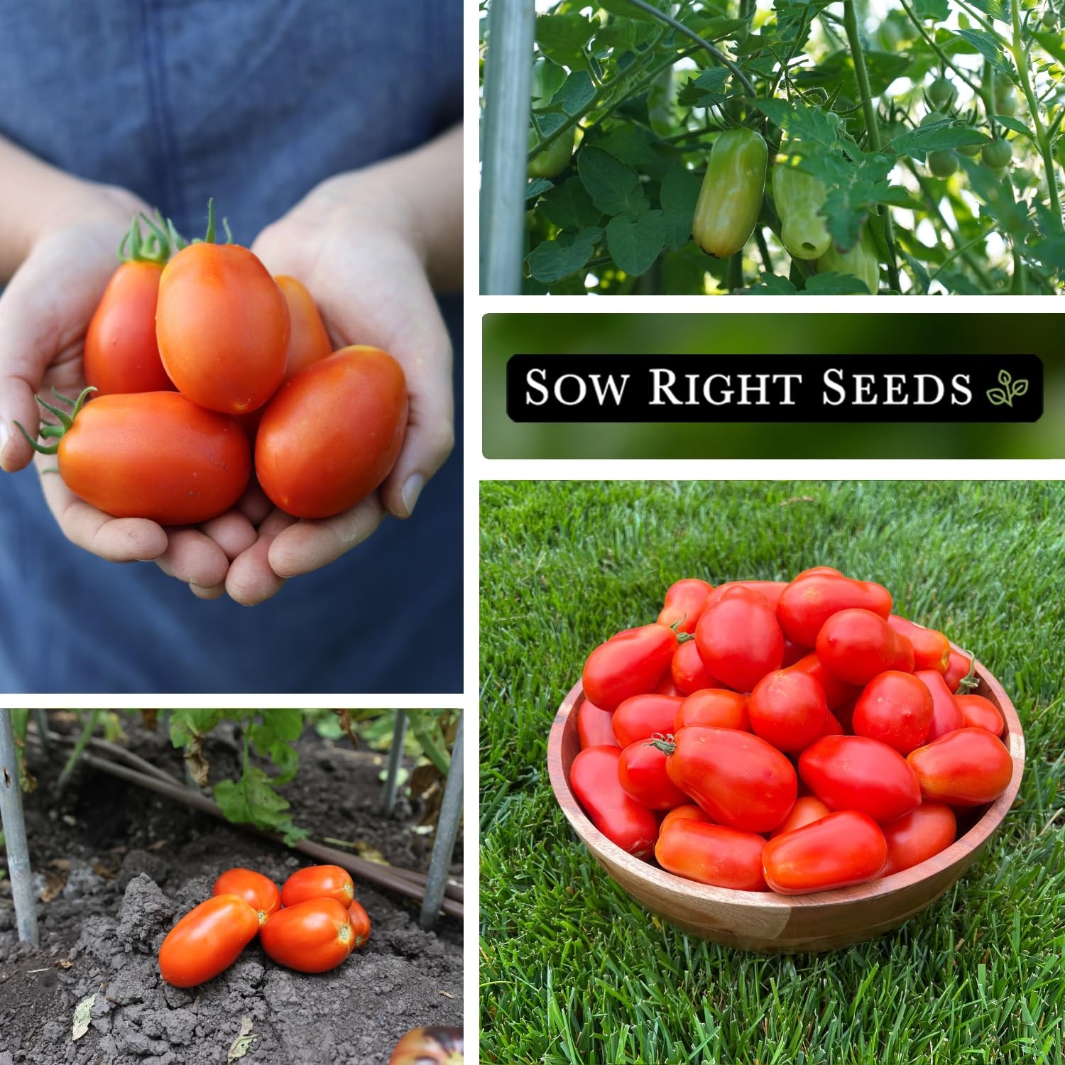 Roma Tomato Seeds NonGMO Heirloom, High Yield for Home Gardens and Canning