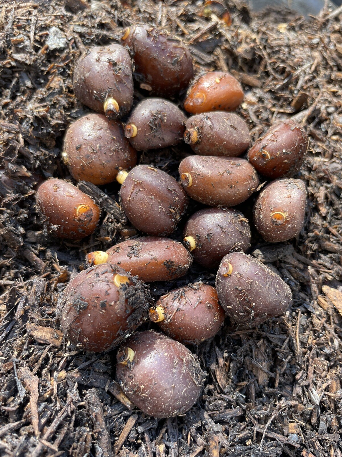 20 Sprouted Salacca Seeds Gula Pasir Bali Snake Skin Fruits Seeds For Planting
