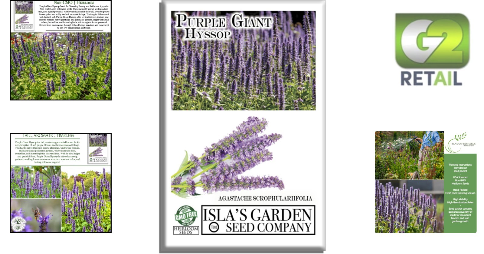 250+ Purple Giant Hyssop Seeds – Easy Growing for Colorful Summer Blooms