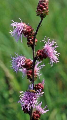 Liatris ligulistylis | Rocky Mountain or Meadow Blazing Star | 10 Seeds