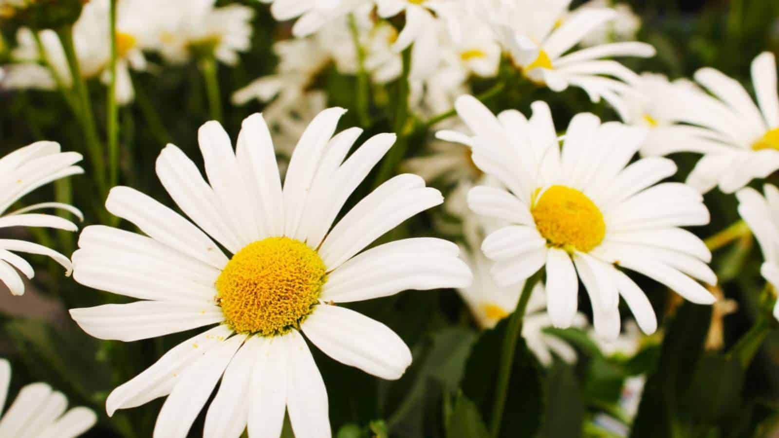 Silver Princess Shasta Daisy Seeds, .005oz Approx 125+ Seeds. Free Shipping!