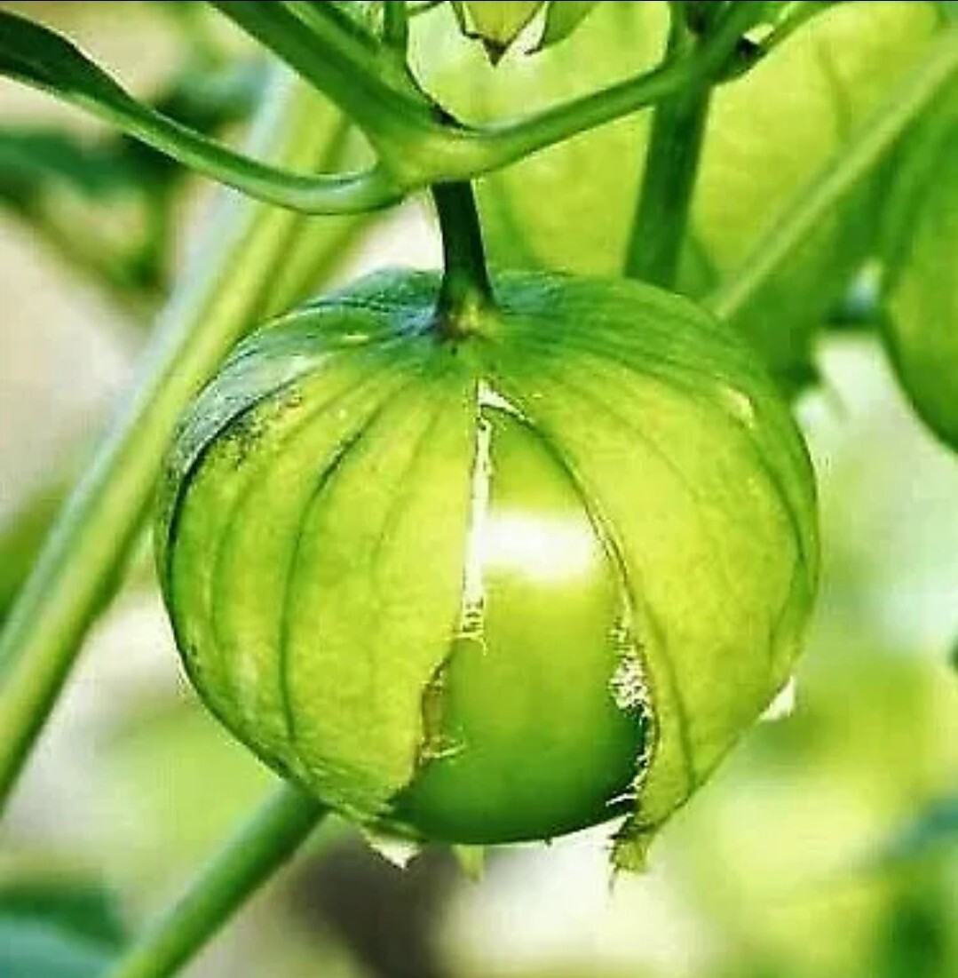 100 Organic Tomatillo Seeds | Green Tomato / Make Your Own Green Salsa !
