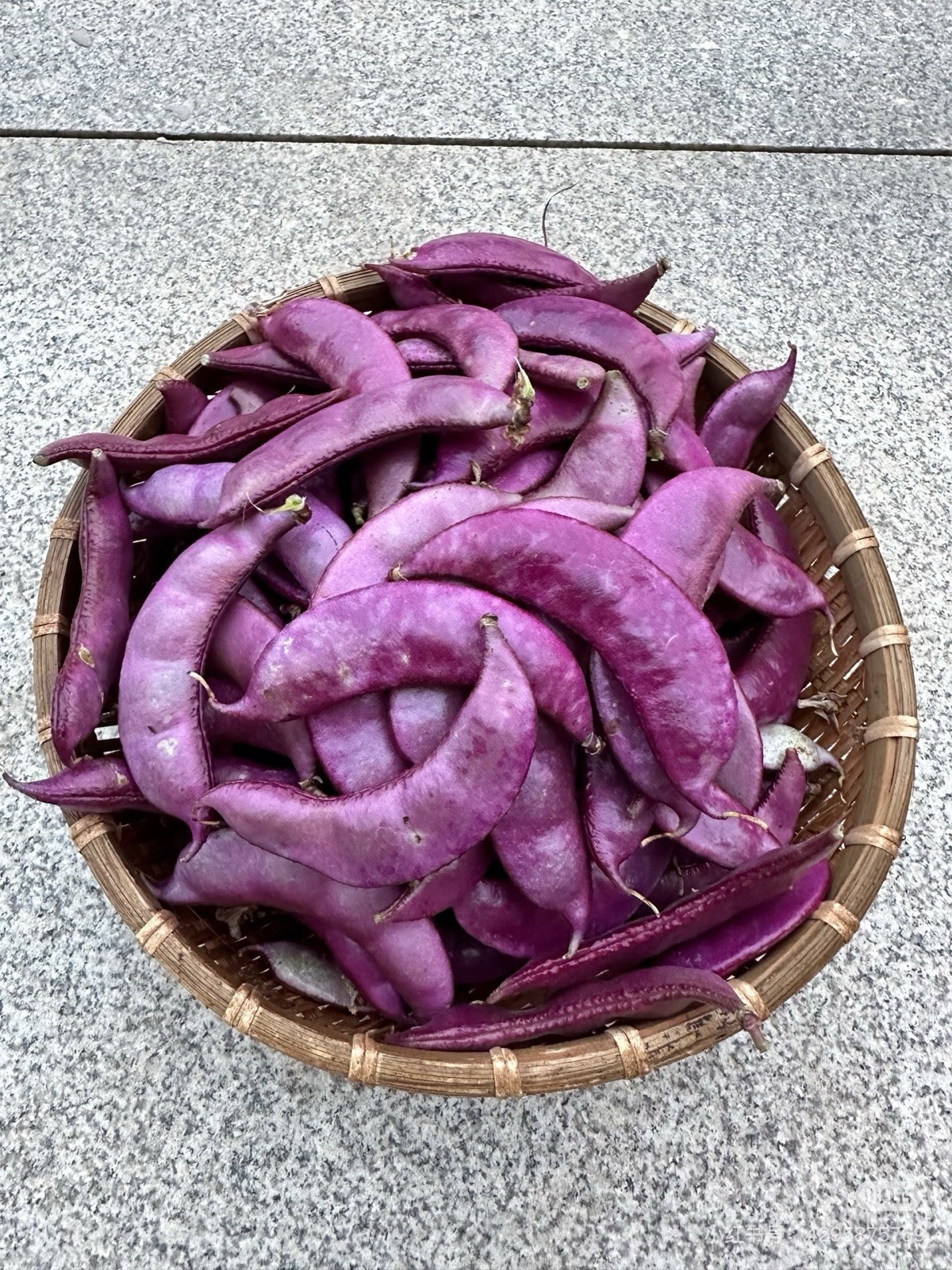 Free Shipping 6 Rare purple beans Seeds,hyacinth bean, Lablab purpureus
