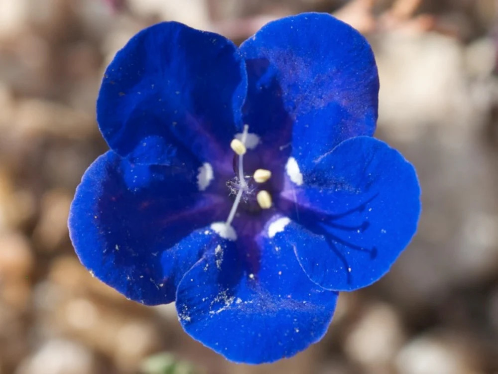 California Bluebell Seeds | Phacelia Blue Canterbury Wild Desert Bells Seed 2025