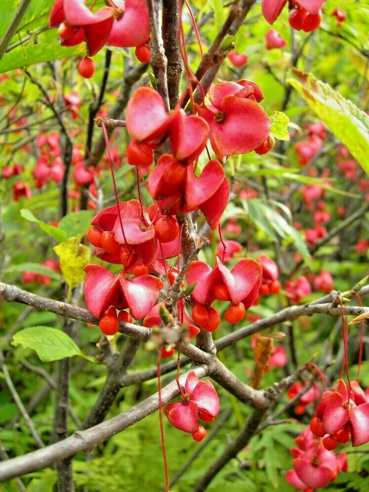 12 SIBERIAN BURNING BUSH SEEDS – Euonymus sachalinensis