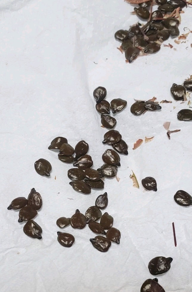 (50) Silver Leaf Cassia Seeds (Senna Phyllodenia) Seed
