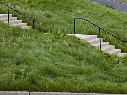 Premium Creeping Red Fine Fescue Grass Seed – 10lb, Oregon Grown, No Fillers, Sh