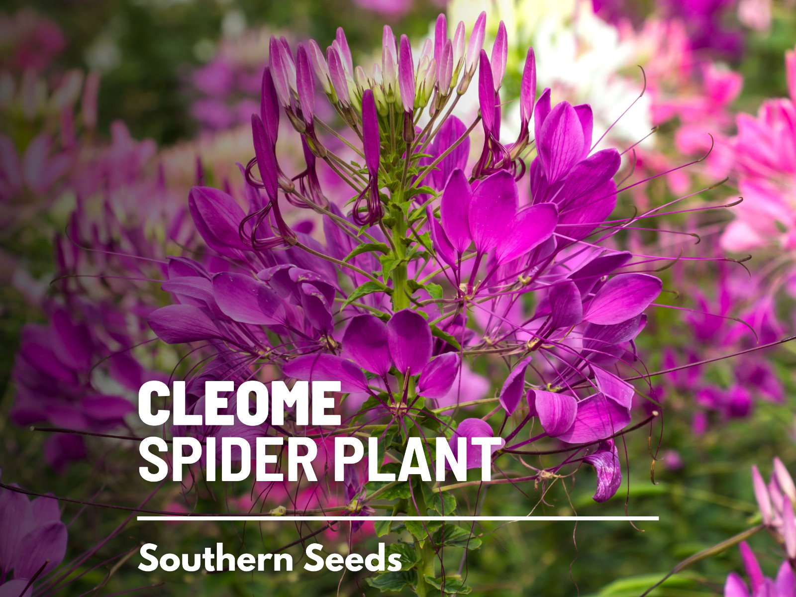 Cleome Flower – “Spider Plant” – 50 Seeds – Pollinator & Hummingbird Friendly –