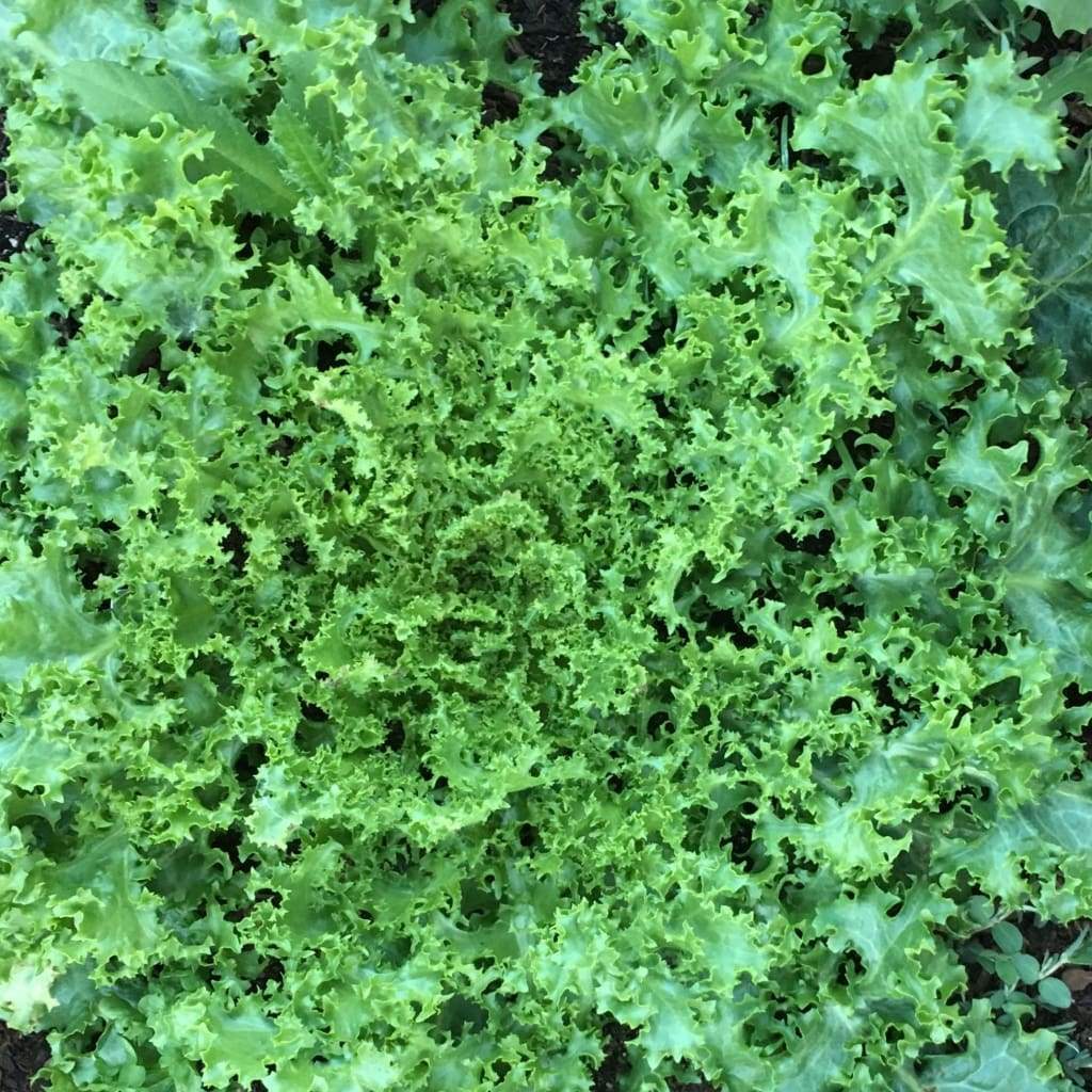 Endive Green Curled Ruffec Seeds 500+ Vegetable Garden NON-GMO USA FREE SHIPPING