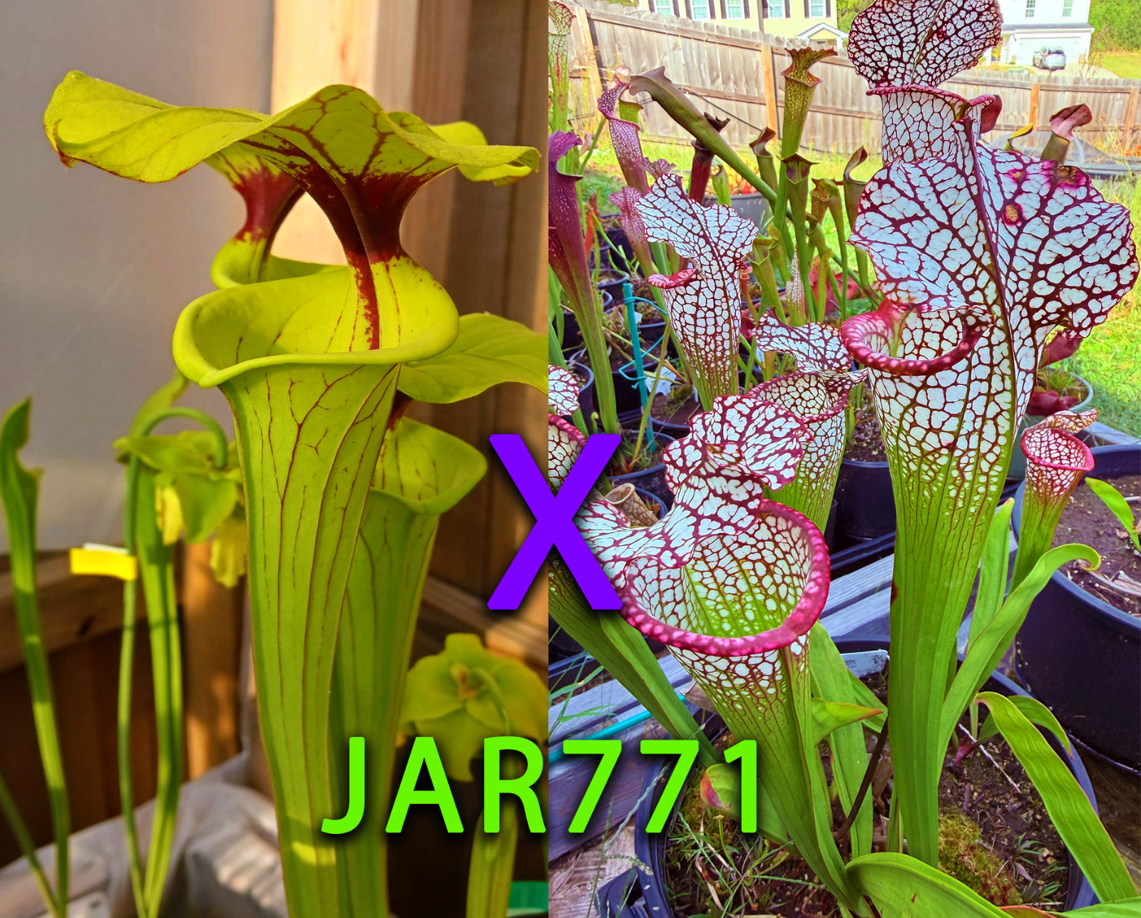 Sarracenia Seeds – JAR771 Ornata ‘Light Veining’ x (Nautilus x Purple Lips)