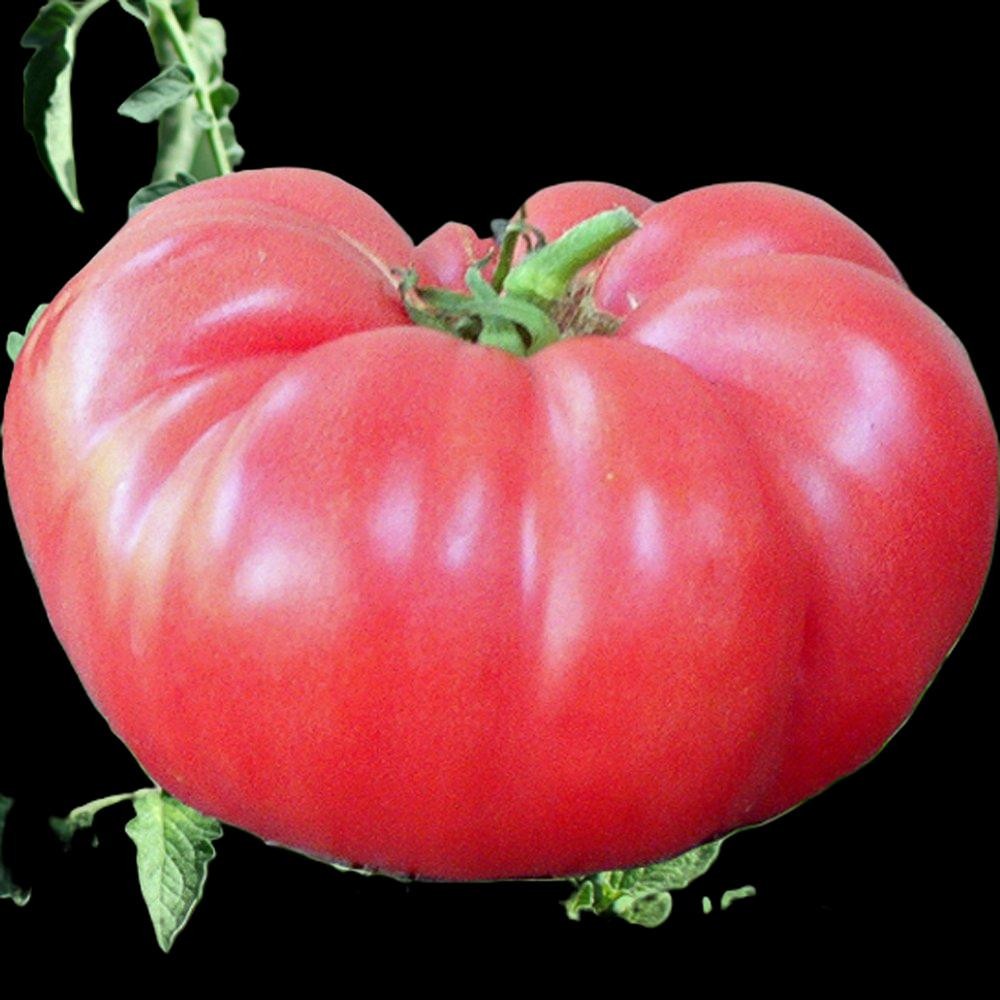 *Price Slash* Red Brandywine Tomato Organic, Heirloom. 50 Seeds. Free Shipping!