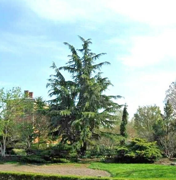 10 SHALIMAR DEODAR CEDAR SEEDS – Cedrus deodara ‘Shalimar’