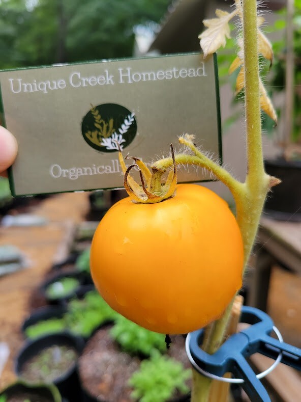 GOLDEN JUBILEE Tomato Seeds Organically Grown Unique Creek Homestead Gardens