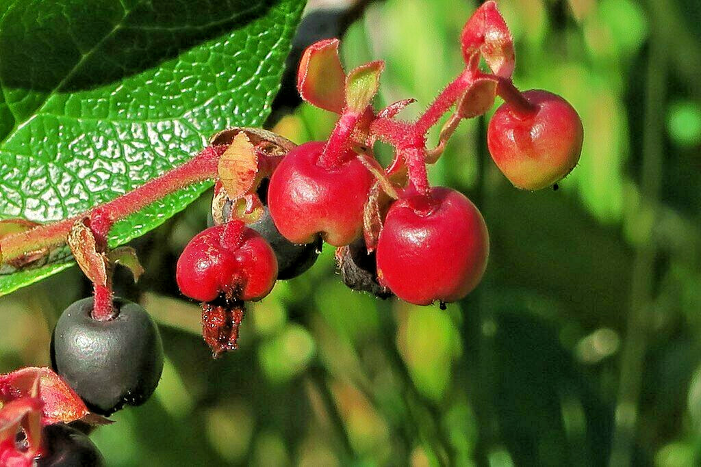 SALAL 1001 SEEDS GAULTHERIA SHALON, HARDY EVERGREEN SHRUB, EDIBLE BERRIES
