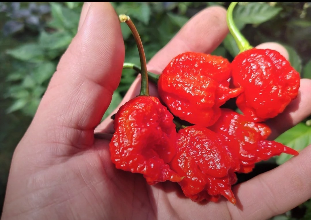 Superhot! – Carolina Reaper – Chili Pepper Seeds – 50 Seeds