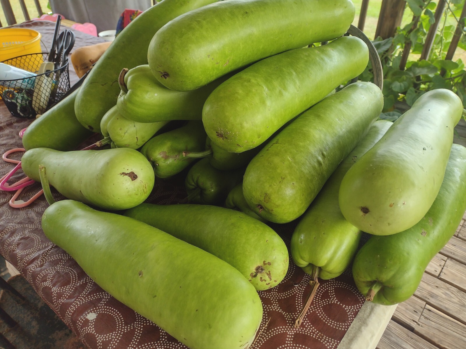 20 PCS Bottle gourd seeds