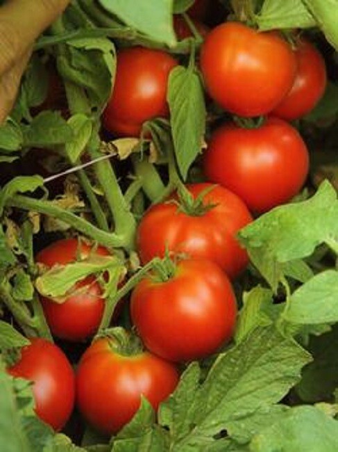 50 Tomato Seeds Tomato Early Doll F1 Hybrid Tomato Slicing Tomato