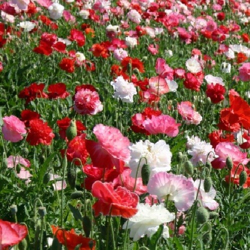 20,000+ Mixed Doubles Shirley Poppy Seeds Organic, Stratified, Non-GMO Seeds