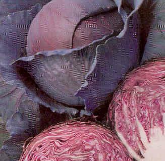 Cabbage Red Acre 1,000 seeds