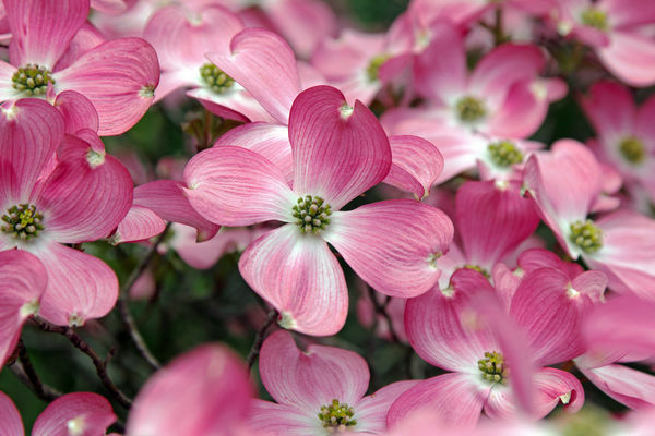 Cornus Florida Rubra Tree 10 Seeds, Pink Flowering Cold Hardy Native Dogwood